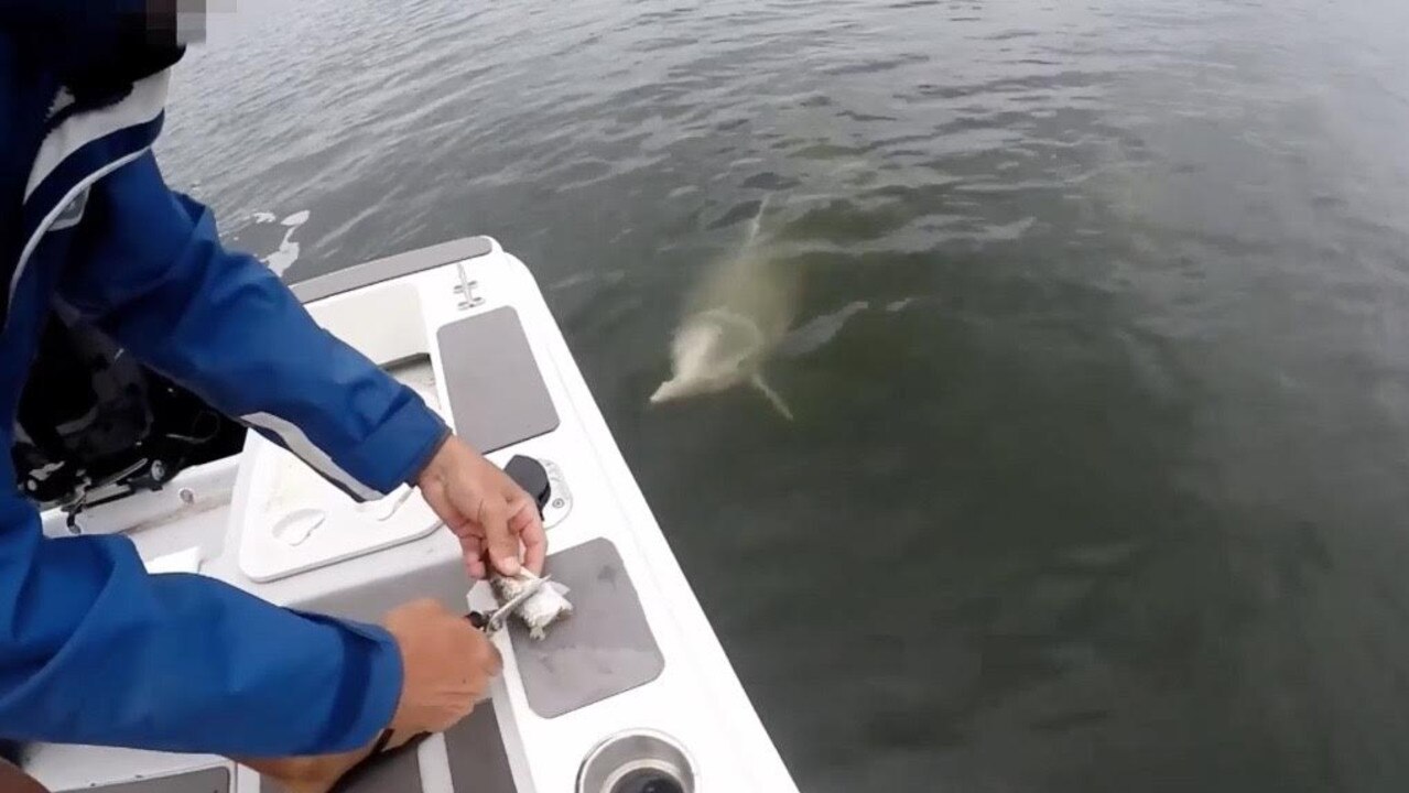 The video then shows the man cutting a mullet in pieces and feeding it to one of the adult dolphins on several occasions. Picture: Queensland Parks and Wildlife Service