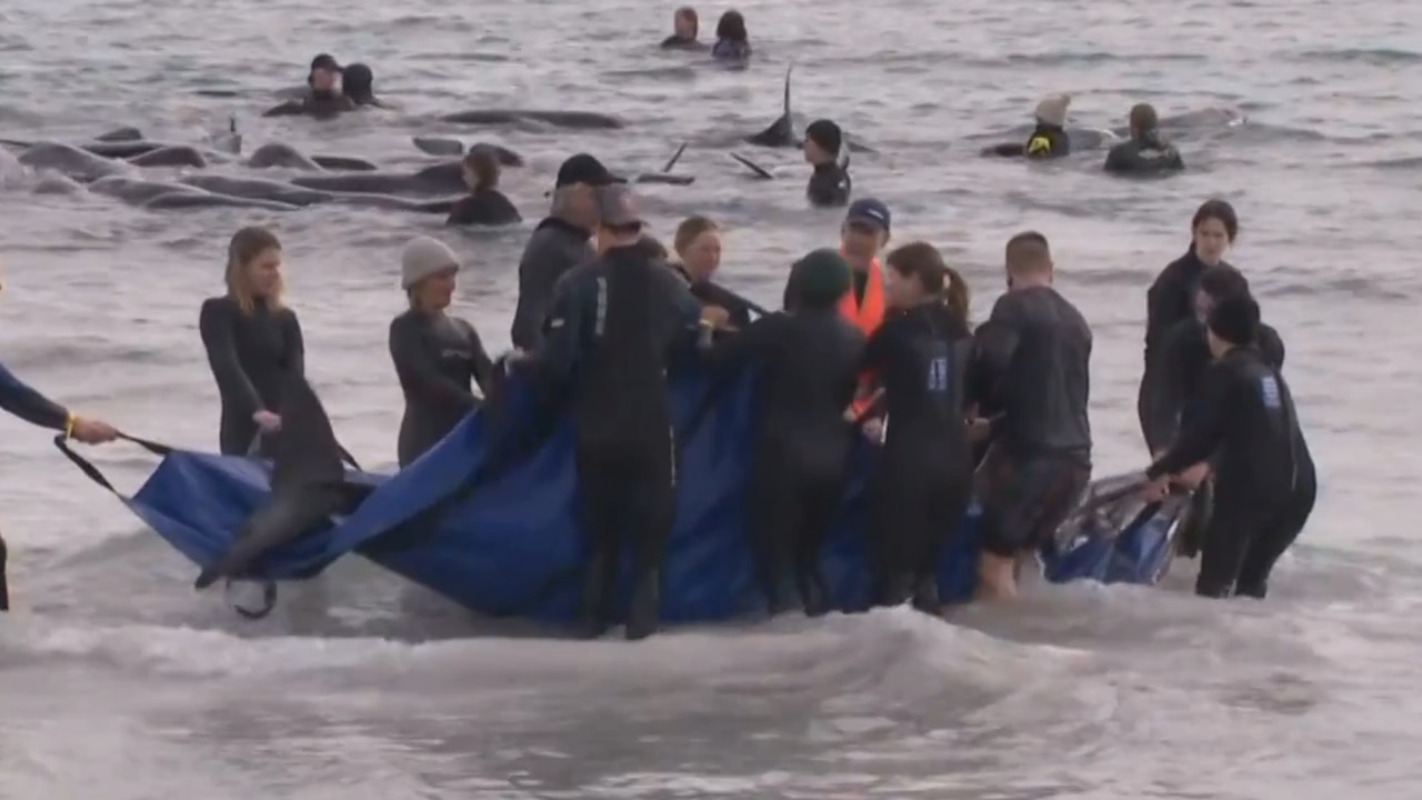 ‘Did everything they could have done’: Authorities forced to euthanise stranded whales