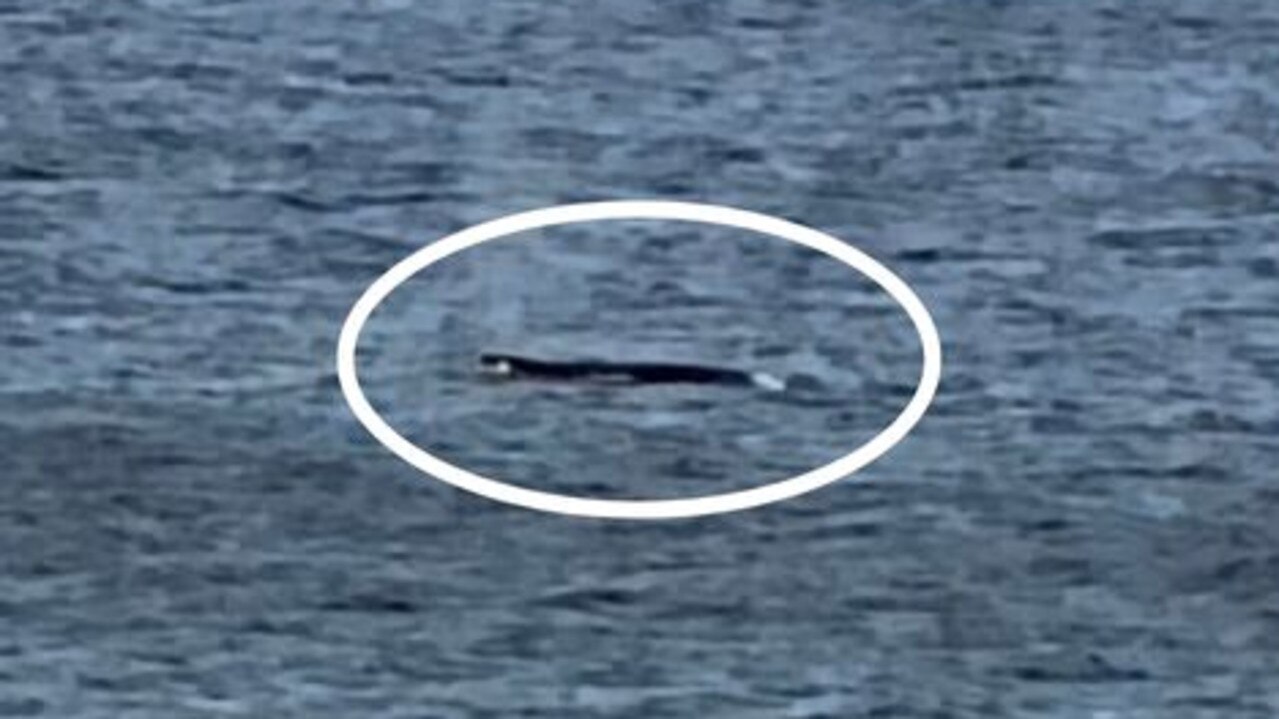 Another local said he had spotted an orca at Point Addis on Wednesday last week. Picture: Facebook