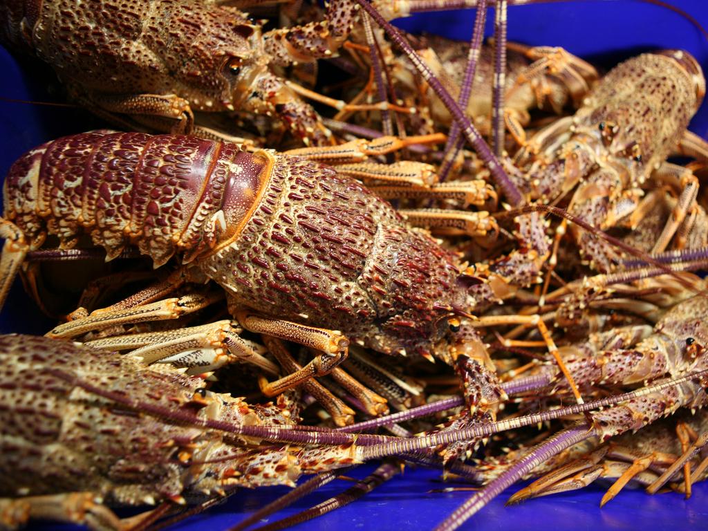 Spiny rock lobster from Australia.