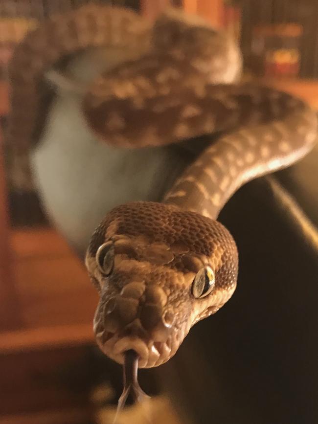 Apollo: No hissy fits from this handsome rough-scaled python, who enjoys exploring the house and getting his picture taken.