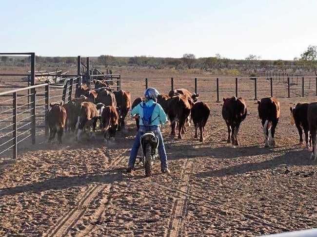 RaeLea Foley mustering cattle, the 21-year-old has spent the last few years working in agriculture. Picture: Supplied