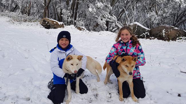 Ryder, left, and Indi Bechaz play with alpine dingoes in the snow at Mount Baw Baw today.