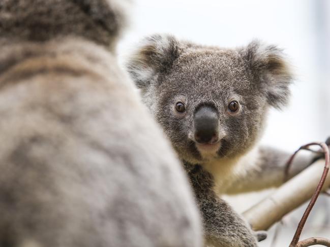 Koala joey Karri is a 9-month-old female born at Wild Life Zoo in Sydney. Picture: Dylan Robinson