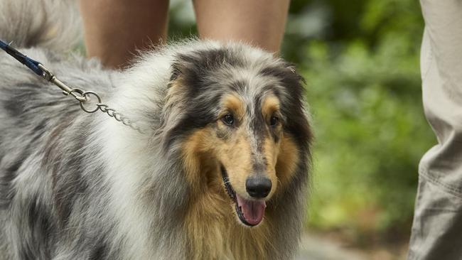 Million Paws Walk in the Adelaide Botanic Gardens, Sunday, May 28, 2023. Picture: Matt Loxton