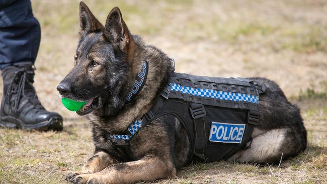 Police dog Ruger brings home gold at the Australasian Police Dog Championships in New Zealand last year. Picture: NZ Police.