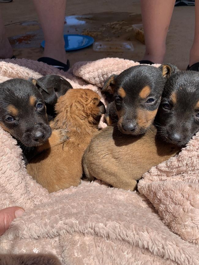 The pups Nicole Olsen discovered. Picture: RSPCA