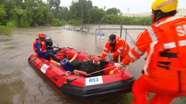 A NSW SES crew rescued two goats after they became trapped in rising flood water. Picture: Facebook/NSW SES