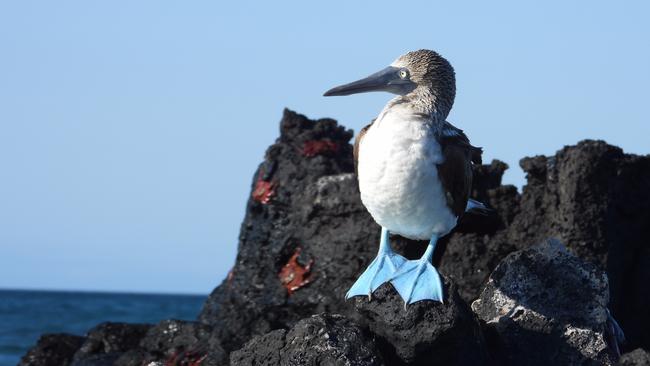 Blue-footed booby, Galapagos Islands, Ecuador. Picture: Penny Hunter