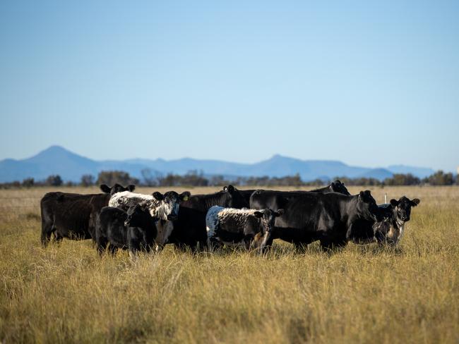 ningle moree the weekly times