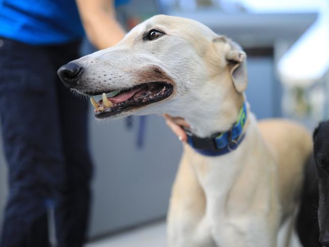 A rescued greyhound at the RSPCA NSW Sydney Shelter and Veterinary Hospital in Yagoona. Picture: NCA NewsWire