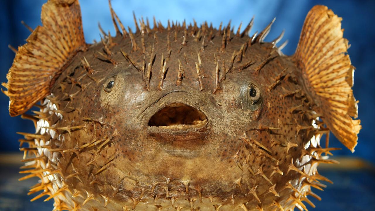 The ancient porcupinefish at the Melbourne Museum. The porcupinefish is said to have been found in the 1800s.