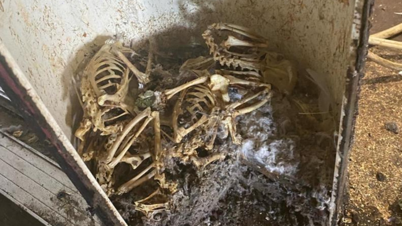 The nightclub attracted attention when it posted a photo of bird skeletons amongst a large pile of dirt and dust in a large cavity. Credit: Bar1/Facebook