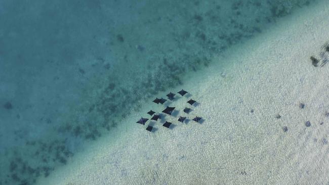 Manta rays off Dirk Hartog Island. Picture: Will Wardel