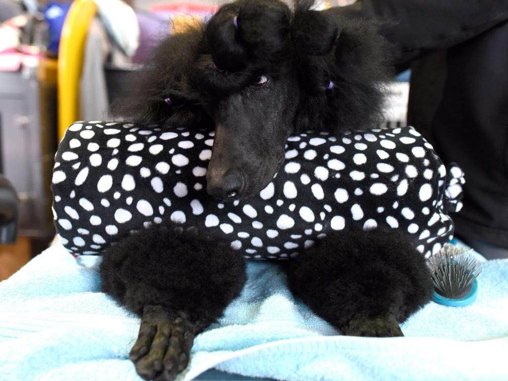 A Standard Poodle waits in the benching area on Day One of competition at the Westminster Kennel Club 142nd Annual Dog Show in New York on February 12, 2018. Picture: AFP