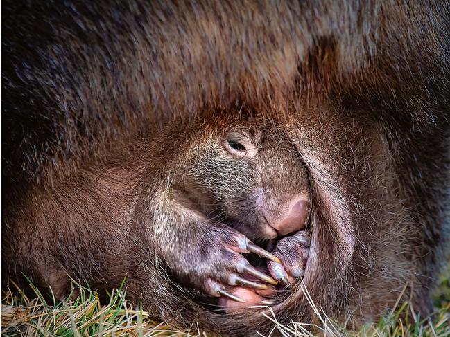 EMBARGO FOR TWAM 22 JUNE 2019NO REUSE WITHOUT PERMISSION NATURE PHOTOGRAPHY OF THE YEARFemale womabt 'Peekaboo' Pic : Deb Sulzberger