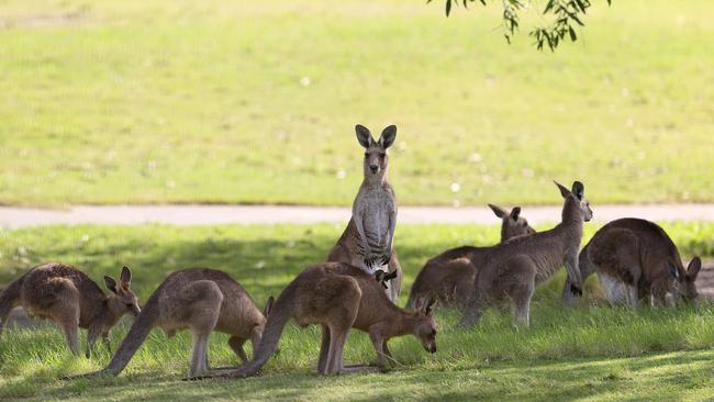 The Arundel Hills site is a kangaroo habitat. Picture: Adam Head