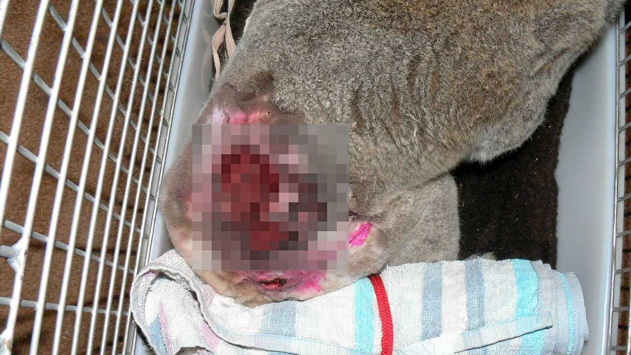 WARNING: GRAPHIC IMAGE. Clarence Valley Council is urging dog owners to keep their pets in their yards after a number of fatal dog attacks on koalas. Picture: Clarence Valley Council