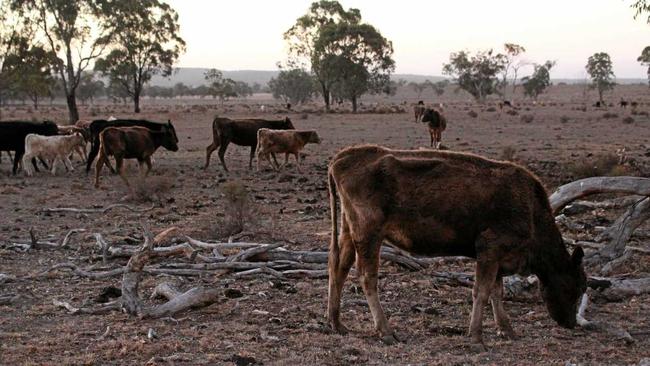 DROUGHT: A beast eats the little available grass in a paddock on the Southern Downs. Picture: Marian Faa