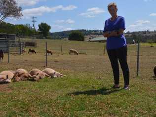 DOG ATTACK: Booie resident Wanda Carland lost six lambs after a dog attacked her sheep overnight on Thursday September 13. Picture: Jessica Mcgrath