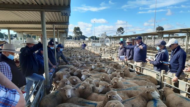 Sucker lambs are starting to flow onto the market.