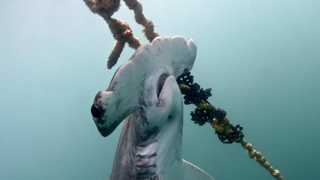 An endangered scalloped hammerhead killed at the Magnetic Island nets Picture: HSI-AMCS-N McLachlan