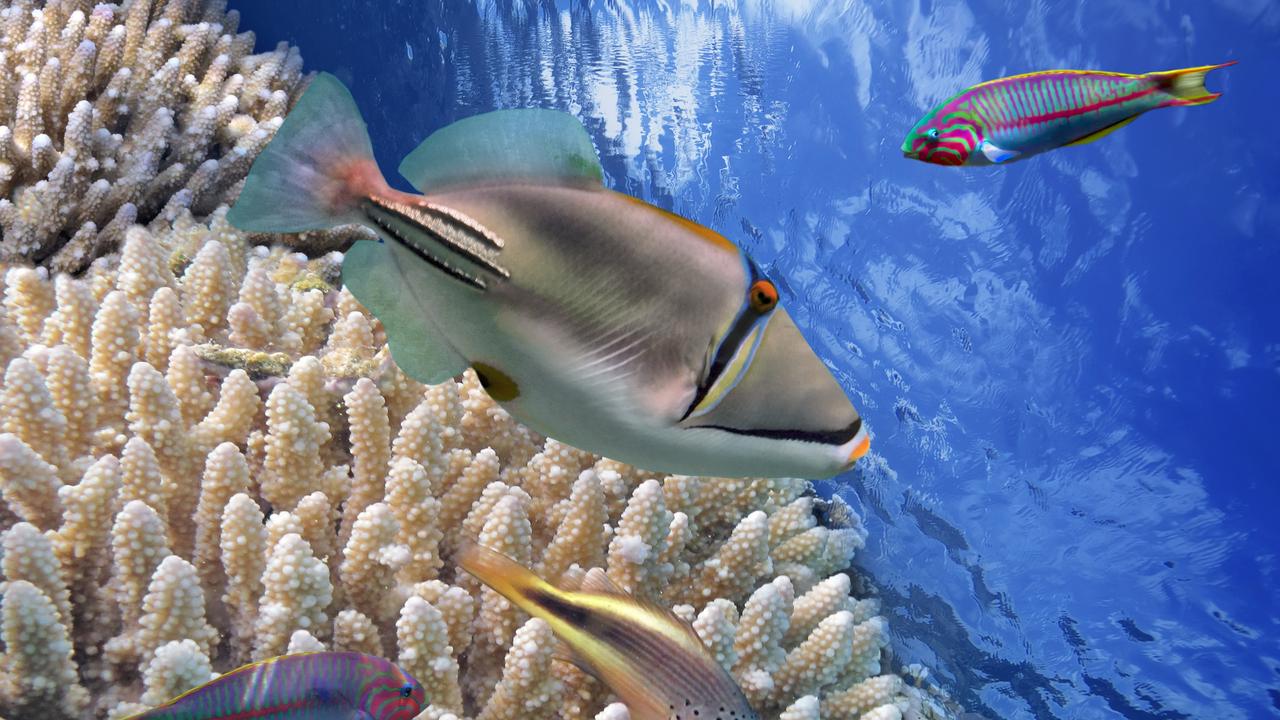 The Picasso triggerfish in the wild. Picture: iStock