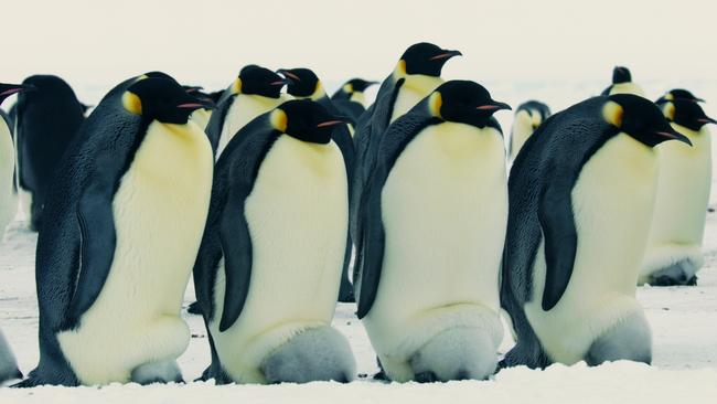 As penguin chicks approach a month old, they become too big to be carried on their parents’ feet. The filmmakers intervened when chicks were stranded in a gully, unable to climb the steep ice walls after being abandoned by the adults during a storm.