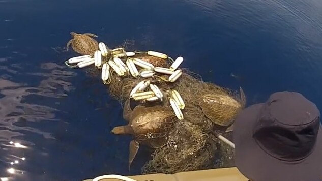 A ghost net retrieval of net with 3 trapped turtles. Picture: Anindilyakwa Rangers