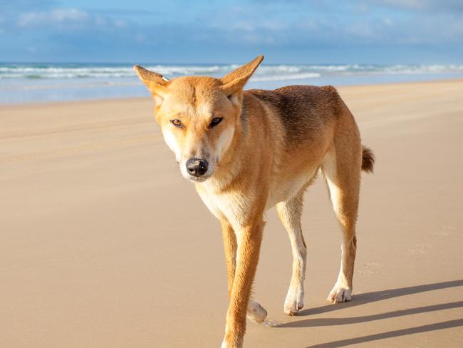 Dingo bites tourist at popular holiday spot