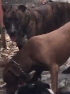 The brindle dog is not believed to be the instigator of the attack. Picture: supplied