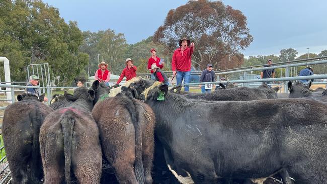 Selling yearling steers at the Wangaratta store feature sale.