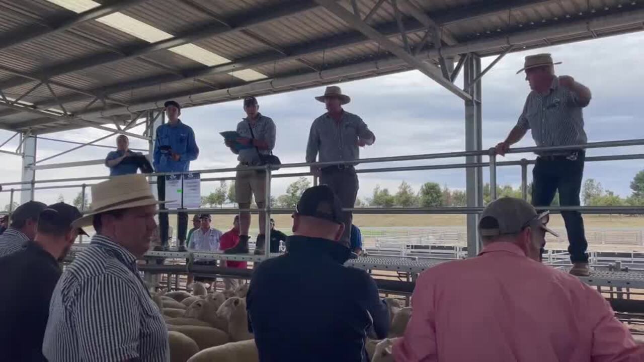 CVLX Ballarat first-cross ewe sale, December 6, 2024