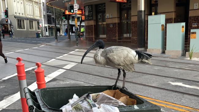 A man allegedly performed cruel acts on a bin chicken. Picture: NCA NewsWire / Nicholas Eagar