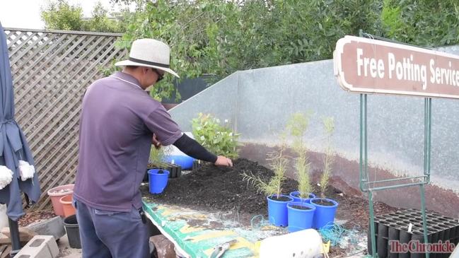 Aussie seedlings perfect for koalas