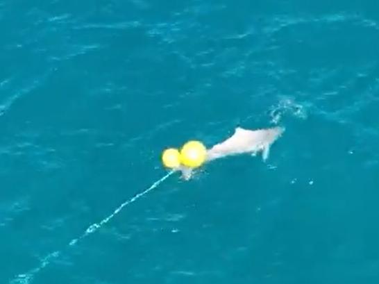 The dolphin was spotted stuck on the line mid-afternoon Thursday off Kawana Beach, Sunshine Coast, Queensland. Picture: Supplied / Erin Kirkwood