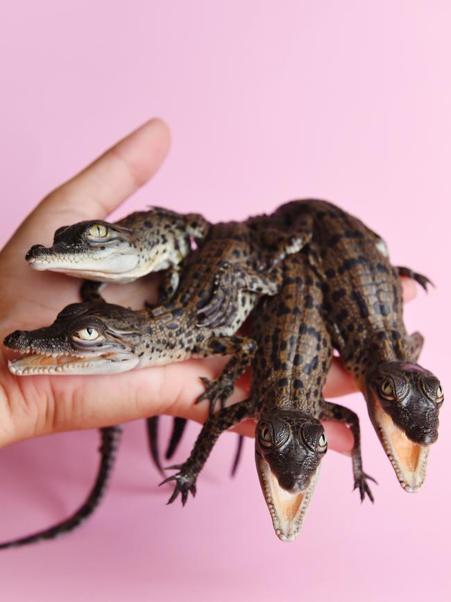 2017: Saltwater crocodiles have been hatched at Crocodylus Park. Picture: Elise Derwin