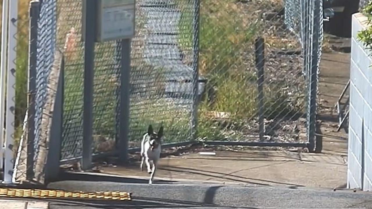 Watch: Runaway dog’s near-miss with Brisbane train