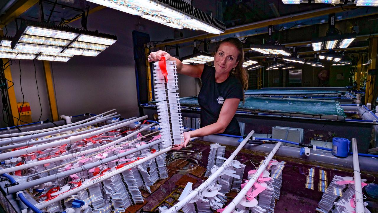 More than 10, triple-0 coral seeding devices are being delivered to the reef this spawning season. This year's trial is thought to be the largest coral restoration research effort in the world. Photo: Mare Roman Australian Institute of Marine Science