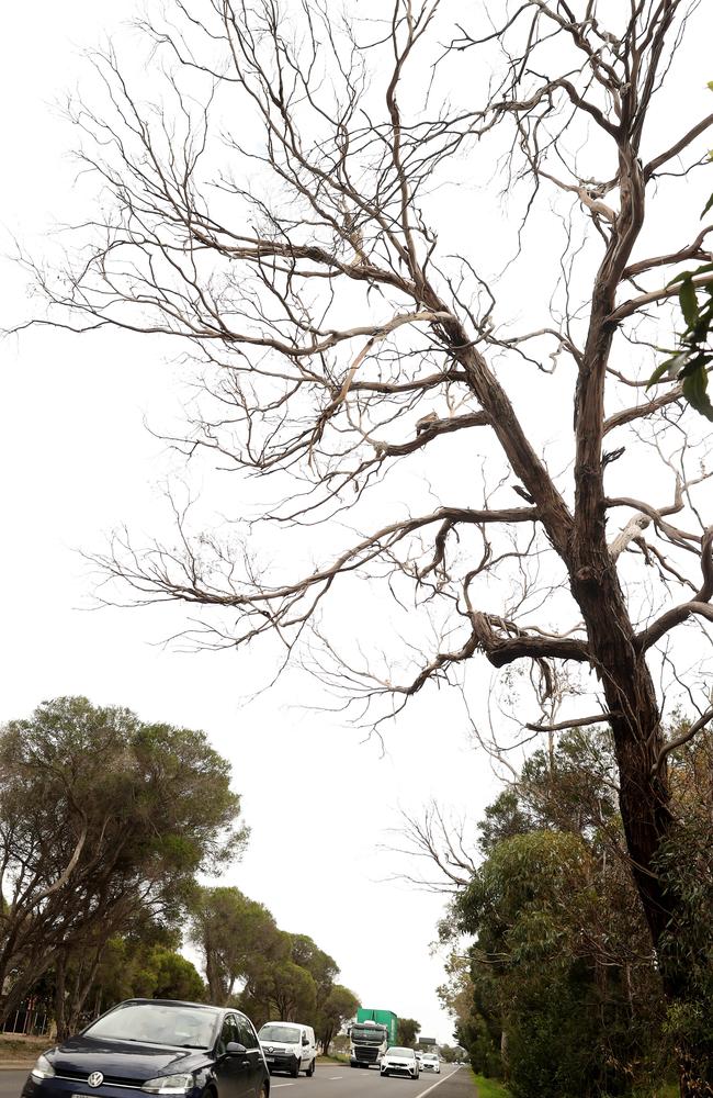 A large dead tree hanging over the Bellarine Highway Moolap. Picture: Alison Wynd