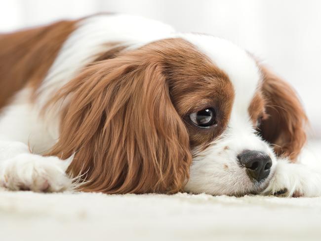 sad pure-bred dog, puppy Cavalier King Charles Spaniel, lie, close up muzzle