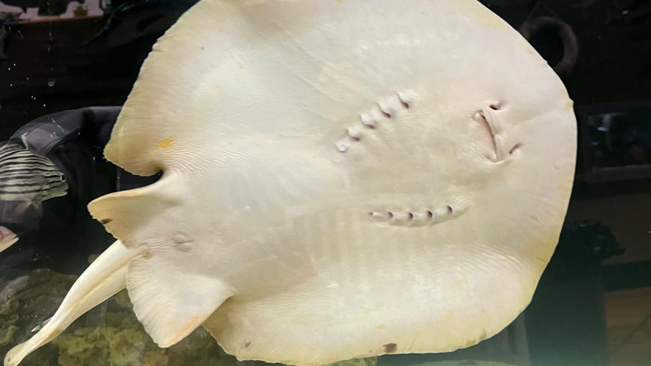 Nature finds a way': Stingray becomes pregnant without male | KidsNews