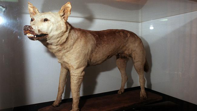 The ‘Tantanoola Tiger’ – a stuffed Assyrian wolf on display at the Tantanoola Hotel in 2000.