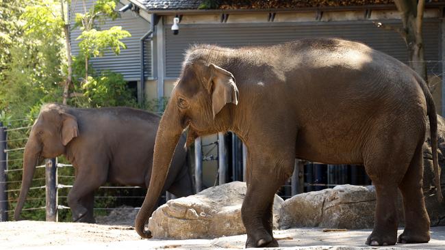 Taronga Zoo elephants Pak Boon and Tang Mo. Picture: Jonathan Ng