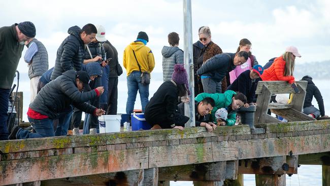 Tourists crouch in a bid for a better view of spider crabs on Rye pier. Picture: Mark Stewart