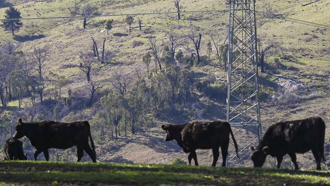 Cattle grazing under existing lines near Batlow NSW. Picture: Martin Ollman