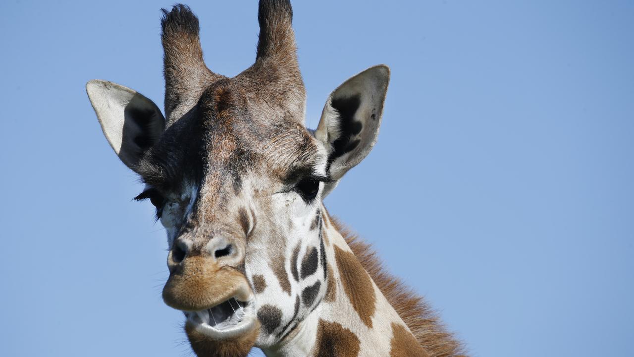 Werribee Zoo Expansion Plan To See Elephant Leave Melbourne Enclosure 