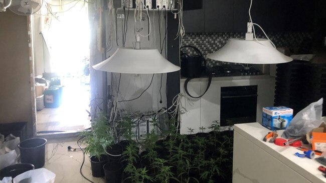 The estimated street value of the cannabis plants was more than $450,000. Picture: NSW Police
