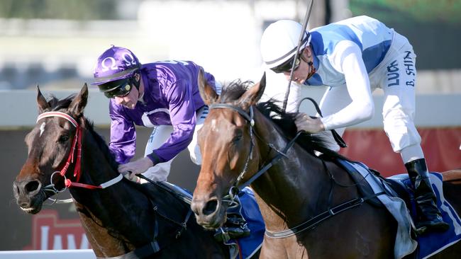 Rudy (right) is chasing success in the Group 2 Brisbane Cup at Doomben today. Photo: Jono Searle.