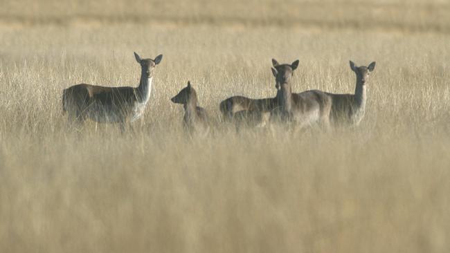 A federal inquiry into the impact of feral deer, pigs and goats in Australia has recommended greater funding and the need for more data.